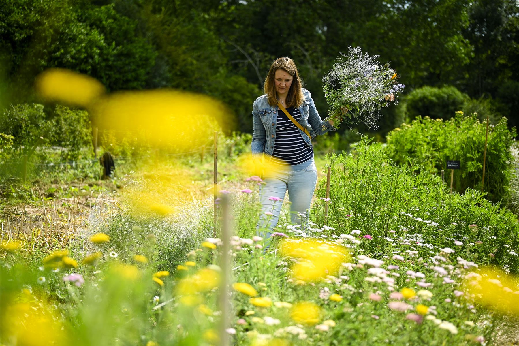 FleurAkker is de zelfplukbloemenboerderij van Groot Eiland