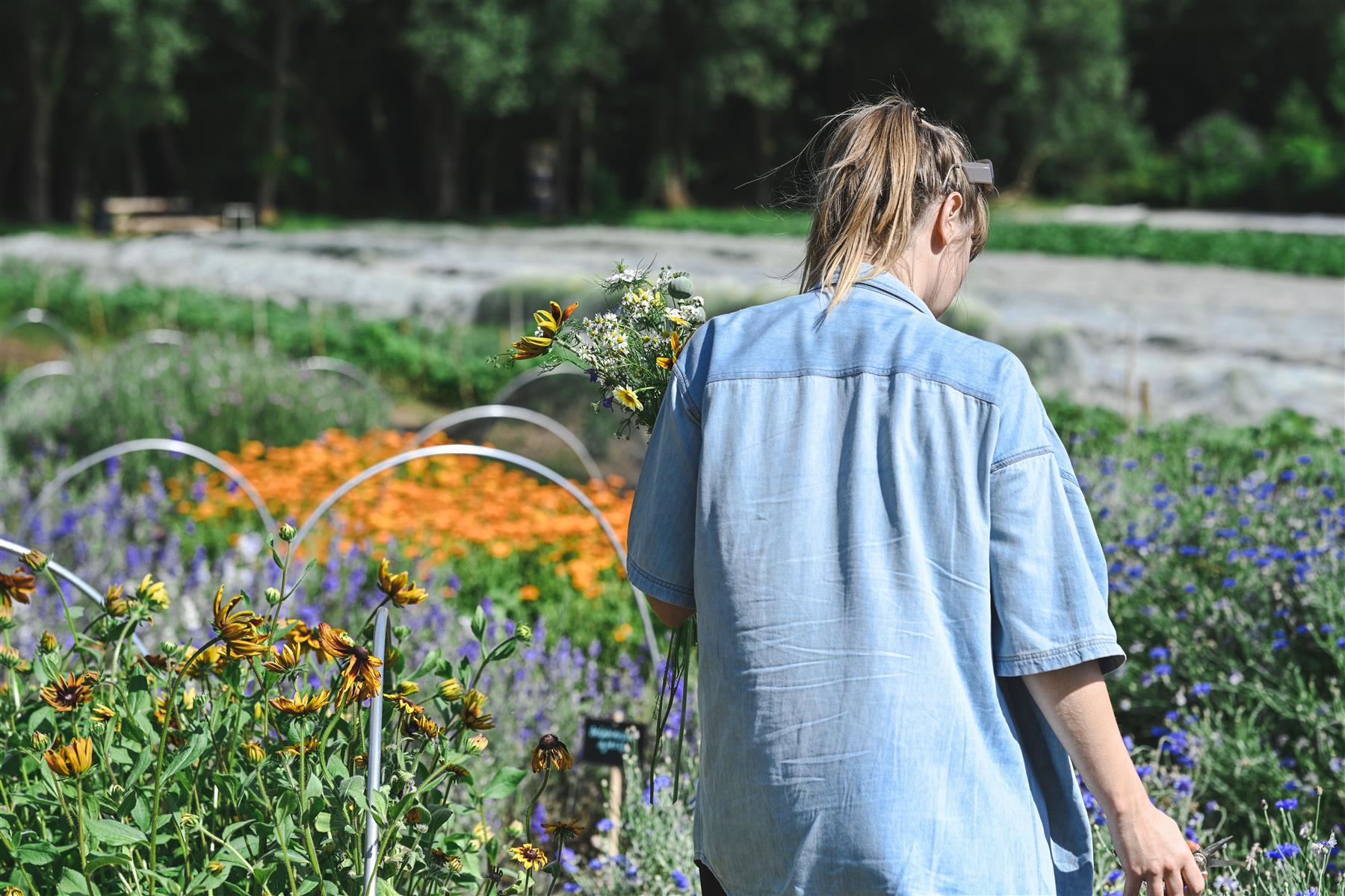 FleurAkker est la ferme à fleurs  autocueillette de Groot Eiland.